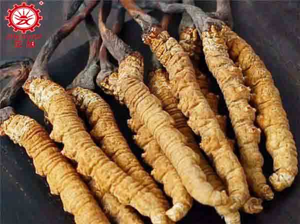 蟲草曬干好還是烘干好 蟲草曬干好還是烘干好